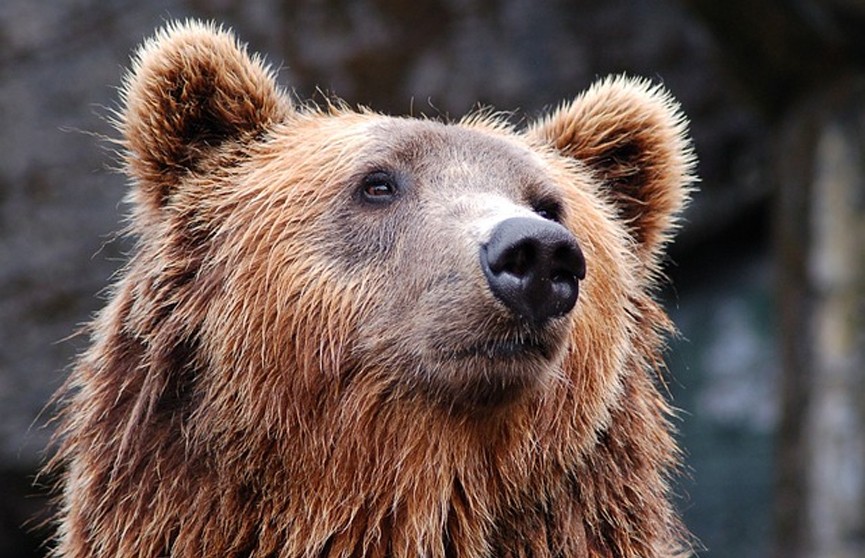 В Словакии ловят медведя, нападающего на людей (ВИДЕО)