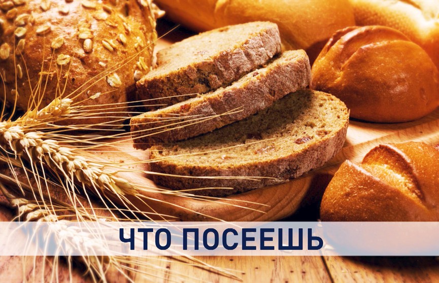 Весенний день год кормит. Как белорусы справляются с посевной и стоит ли опасаться нехватки продуктов потом?