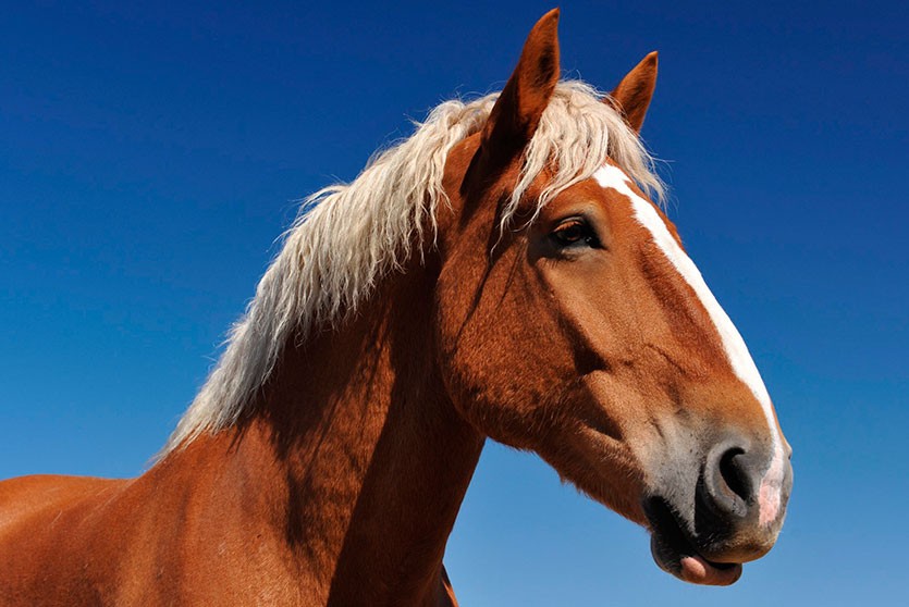 Житель Шумилинского района сдал краденую лошадь на мясо ради выпивки