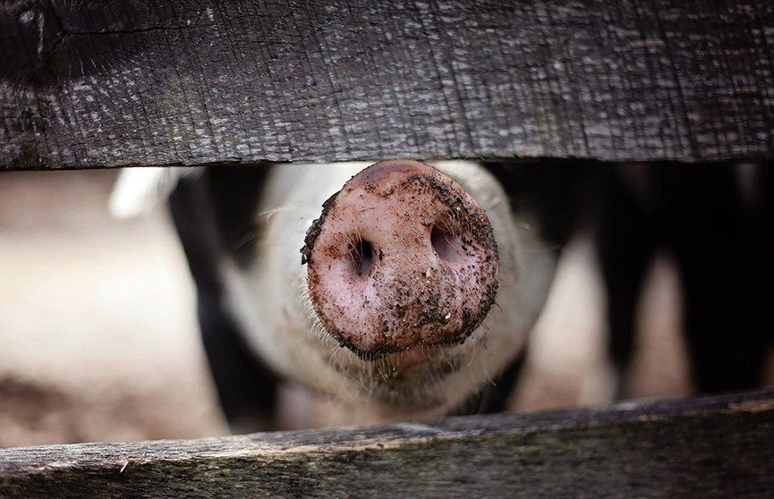 Латвии грозит голод – там закрываются крупные свиноводческие комплексы