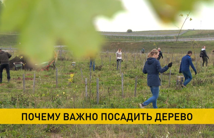 Экологическая акция «День озеленения» проходит по всей Беларуси. Принять участие может каждый