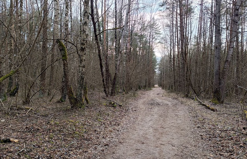 В 40 районах Беларуси введены ограничения на посещение лесов