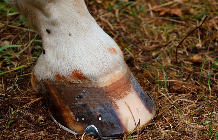 Лошадь чуть не убила 2-летнего ребенка в Могилевской области