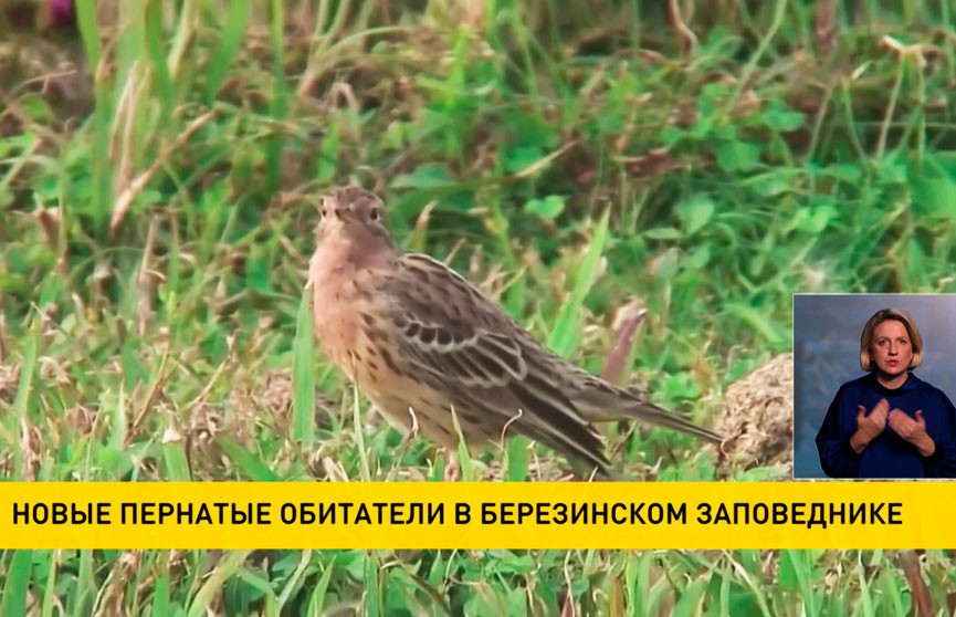 В Березинском заповеднике обнаружили новый вид пернатых, занесенный в Красную книгу