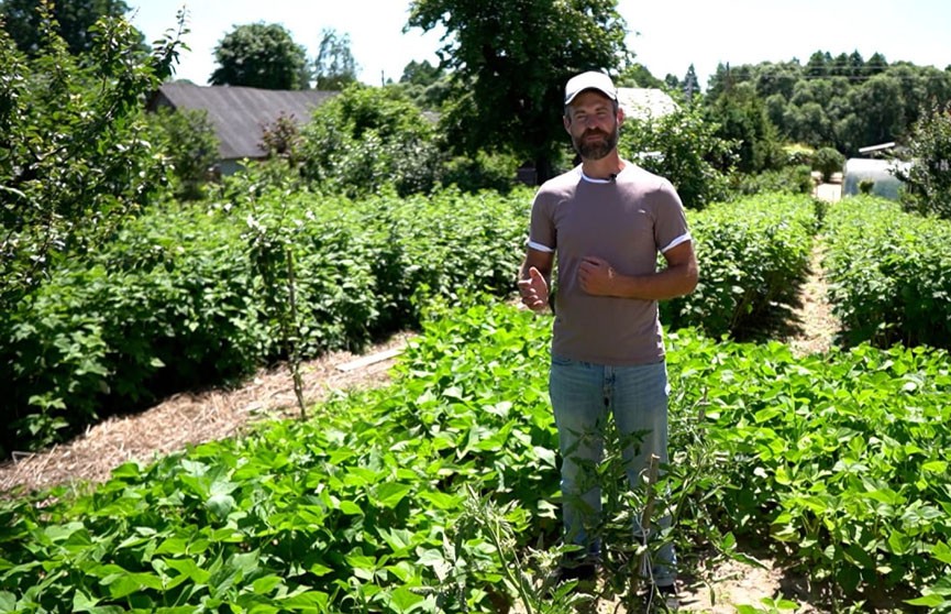 Выращиваем томаты: как не допустить и исправить проблемы