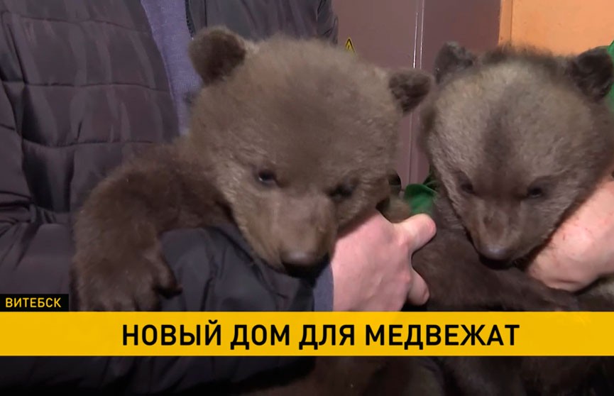 Витебский зоопарк приютил брошенных медвежат
