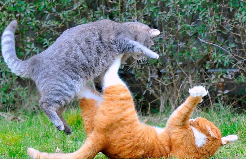 «Вы в "Танцах"»: эпичная драка уличных котов рассмешила пользователей сети (ВИДЕО)