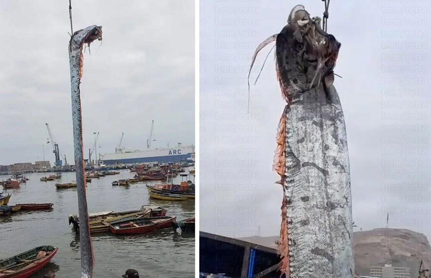 В Чили выловили 5-метрового сельдяного короля. Эта рыба считается предвестницей катастроф
