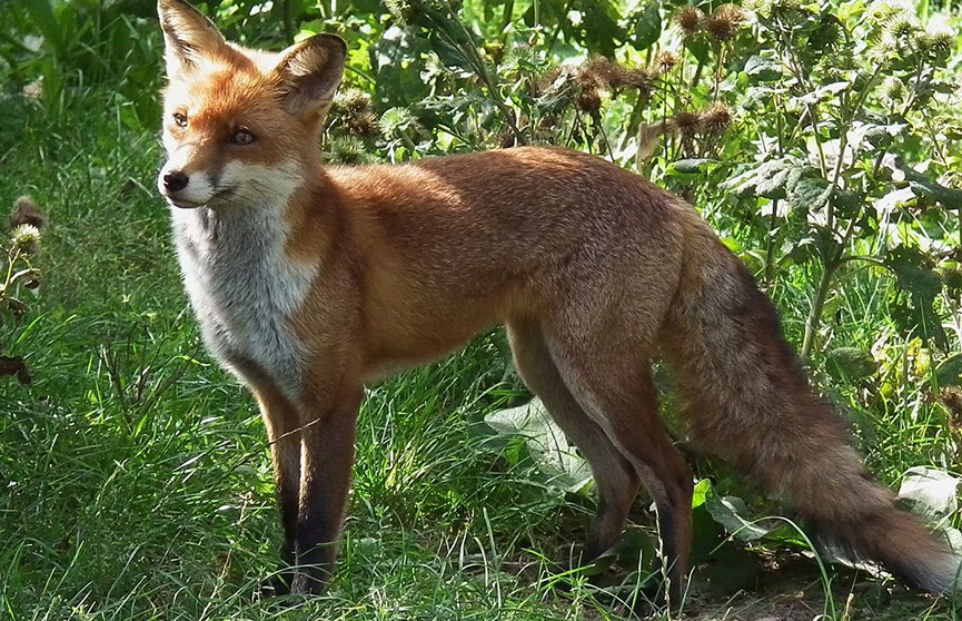 Бешеная лиса напала на домашних животных в Лунинце: в городе объявлен карантин
