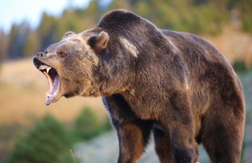В Канаде турист с ножом отбился от нападения медведя гризли