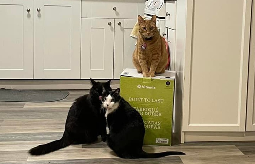 Пара из Канады не может воспользоваться новым блендером из-за котов, захвативших коробку