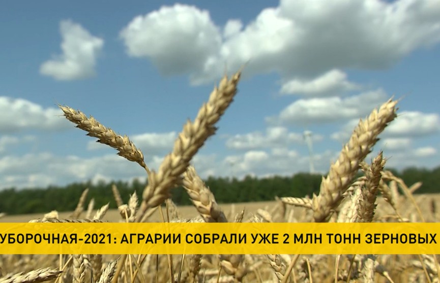 Вклад в продовольственную безопасность: в Беларуси убрана почти треть площадей с зерном