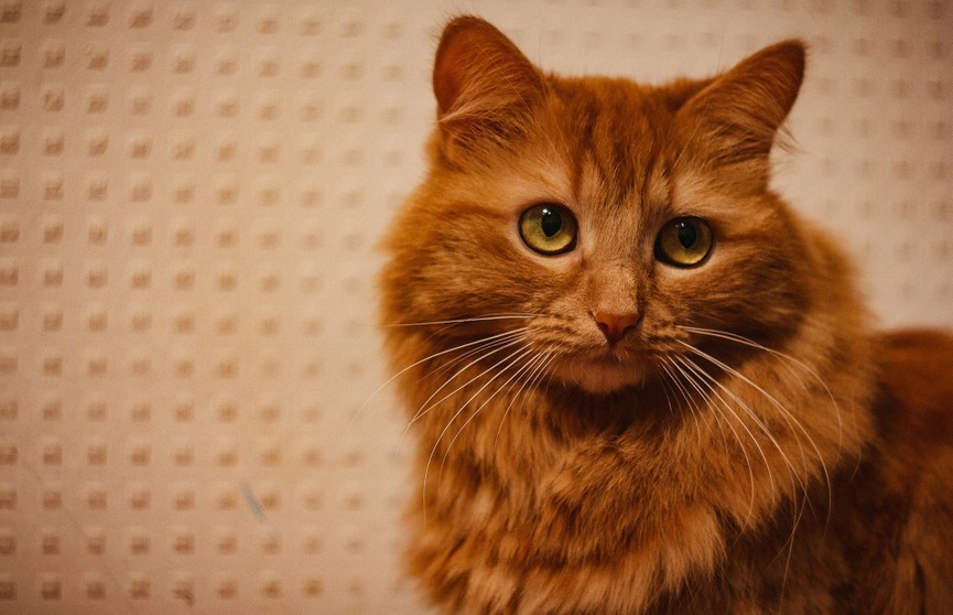 Кошка организовала себе «массаж» на стиральной машине  и рассмешила Сети (ВИДЕО)