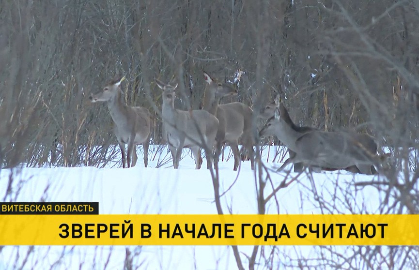 В Беларуси проводят подсчет диких животных