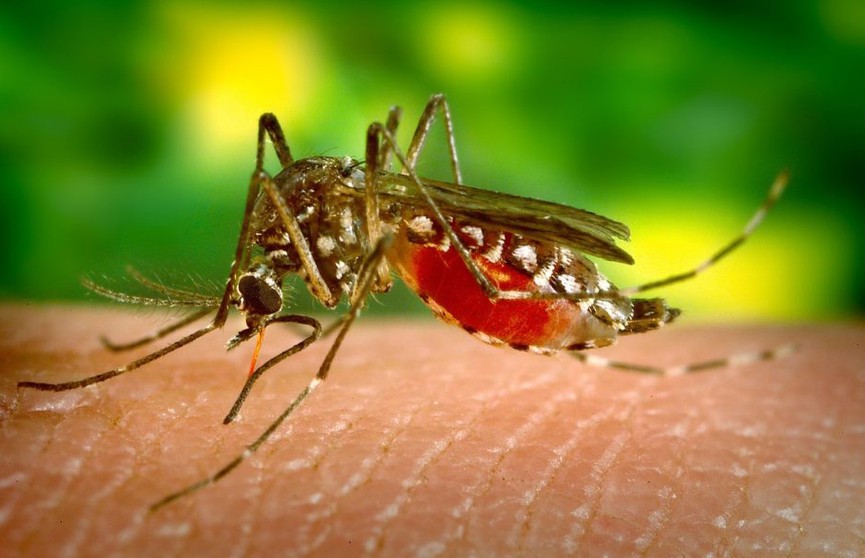 Когда комариные укусы опасны для организма? Рассказывает дерматолог