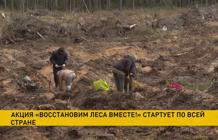 Акции восстанавливаются. Восстановим леса вместе.