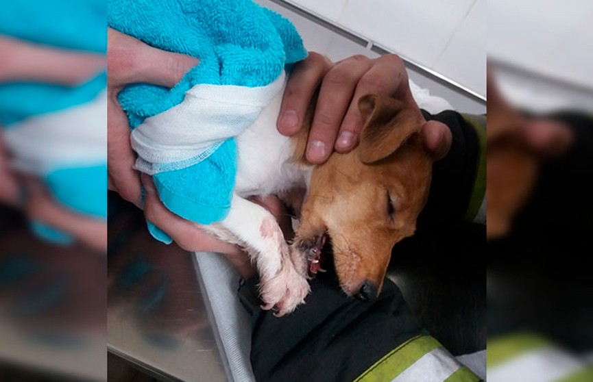 Столичные спасатели помогли двухмесячному щенку: лапа крохи застряла в металлической вешалке