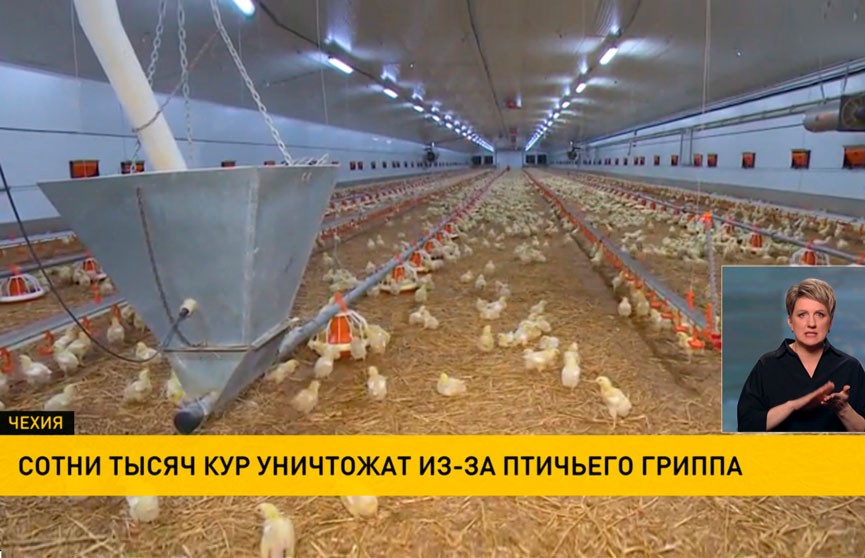 Сотни тысяч кур уничтожат в Чехии из-за птичьего гриппа