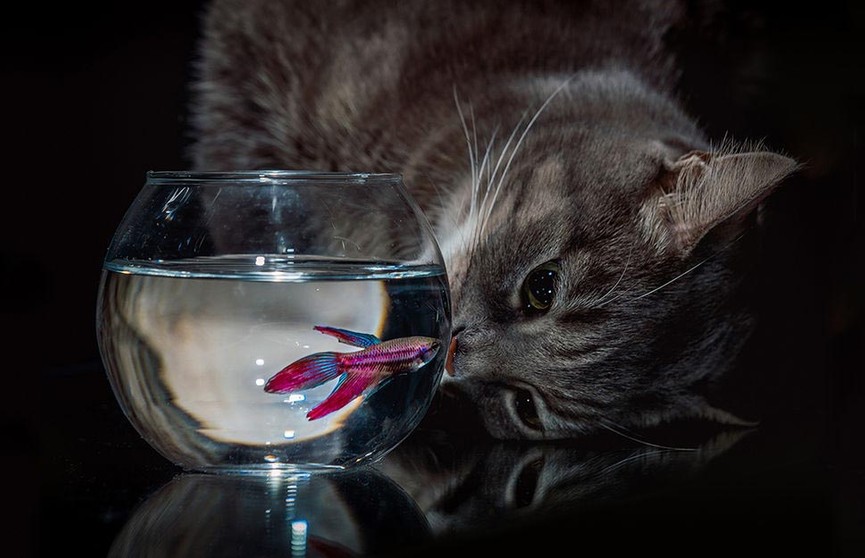 «Она ждет, что хозяйка положит рыбку обратно»: кошка забралась в аквариум и умилила сеть (ВИДЕО)