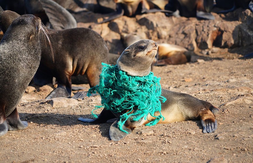 На Сахалине волонтеры спасли 151 тюленя, которые запутались в сети