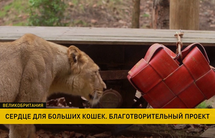 Львам из Лондонского зоопарка подарили сердце из переработанных пожарных рукавов
