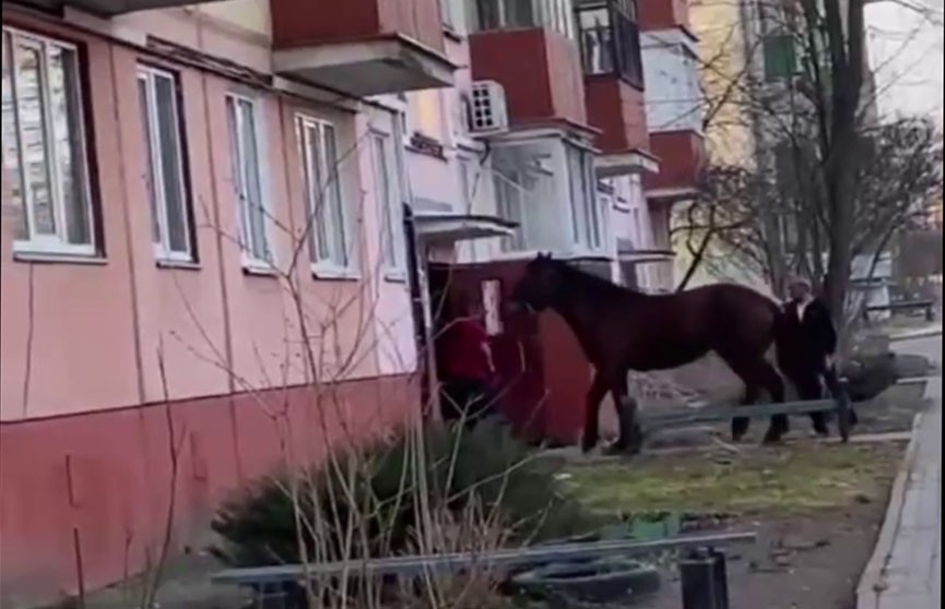 Выпивший гомельчанин затащил лошадь в подъезд многоэтажки, чтобы поздравить сына