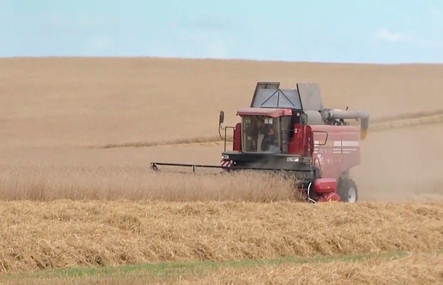 Уборочная-2021: в Гомельской области намолочено порядка 700 тысяч тонн зерновых