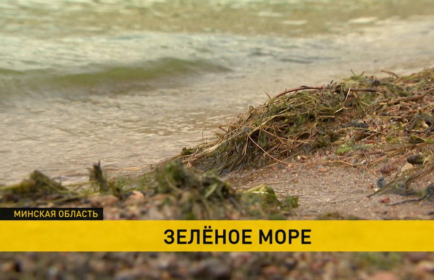 Минское море окрасилось в зеленый цвет – безопасно ли купаться?