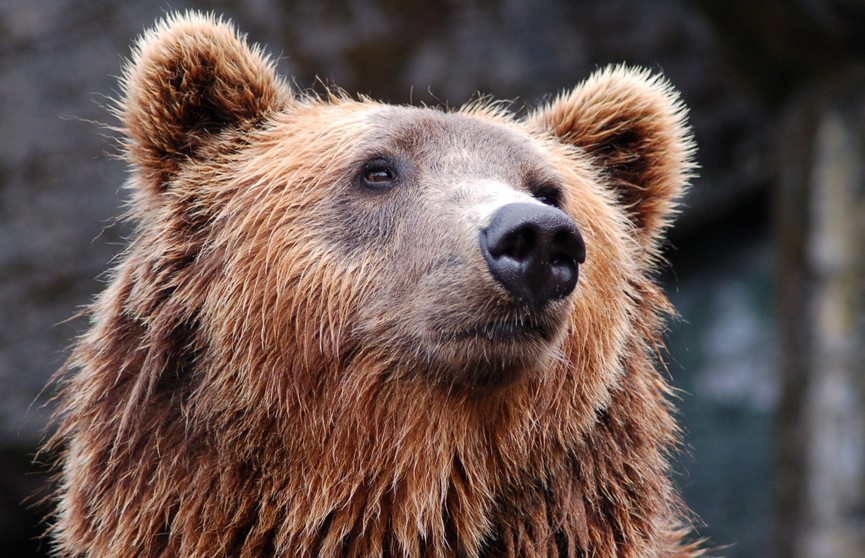 В России медведь напал на группу туристов и убил человека