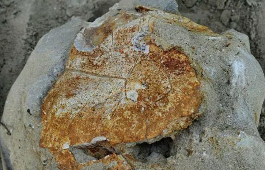 В России обнаружили окаменелые останки древней черепахи