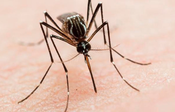 Комары-переносчики вируса Зика появились в Крыму