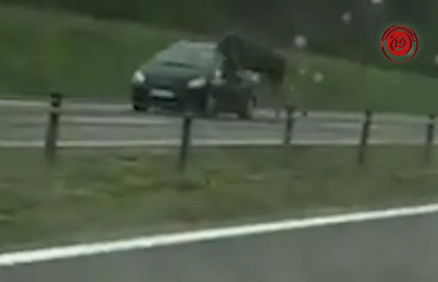 В 100 км от Минска лось прыгнул на машину: перепрыгнул тросовое ограждение и выбил стекло в ехавшем авто (ВИДЕО)