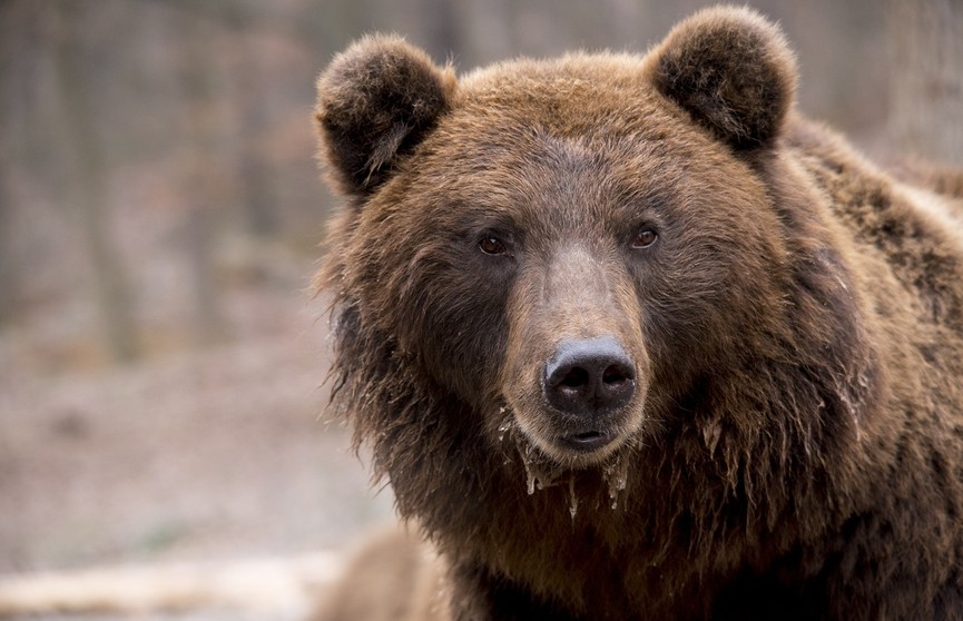 Медведи зачастили с визитами в деревни Витебской области. Что привело хищников к людям?