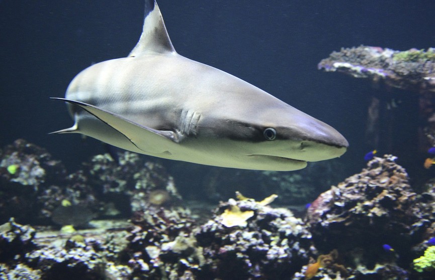Мужчина из Флориды упал в кишащую акулами воду и выжил после их укусов