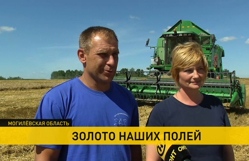 Уборочная-2020: семейный экипаж Макаренко из агрокомбината «Заря» намолотил свою первую тысячу тонн зерна