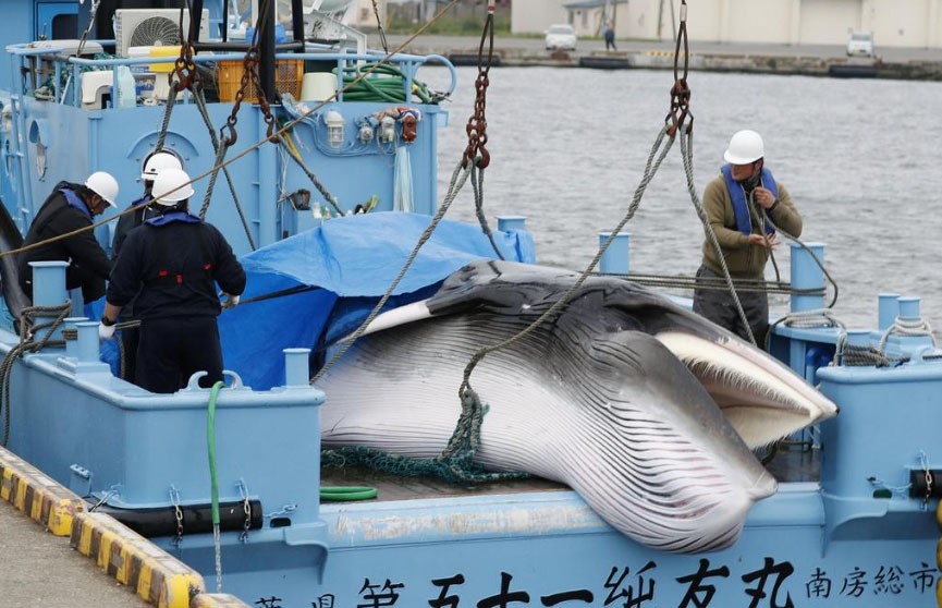 В Японии снова убивают китов – спустя почти 40 лет запрета