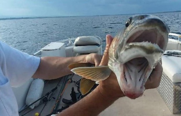 Американка поймала рыбу с двумя ртами