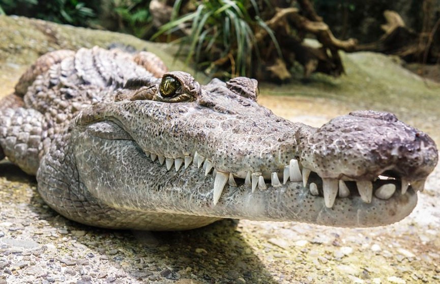 В пасти аллигатора нашли останки ребенка в штате Флорида