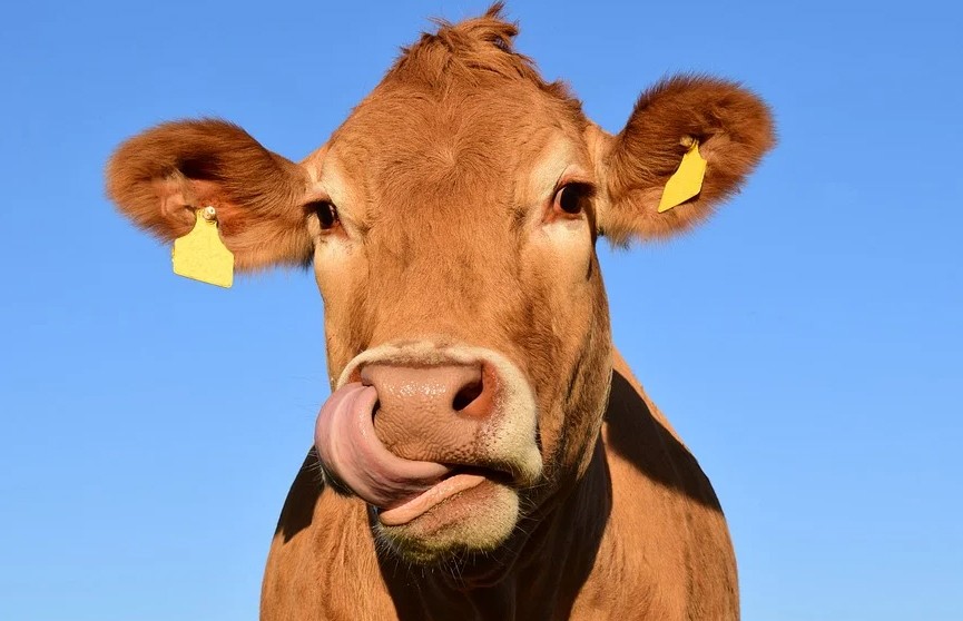 Корова в Испании показала туристам дорогу и попала на видео