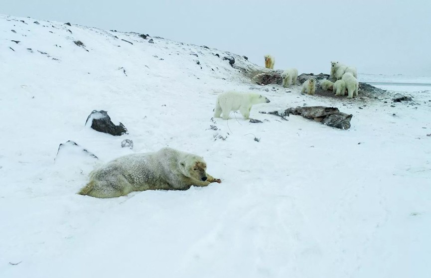 На Чукотке из-за глобального потепления застряли около 60 белых медведей