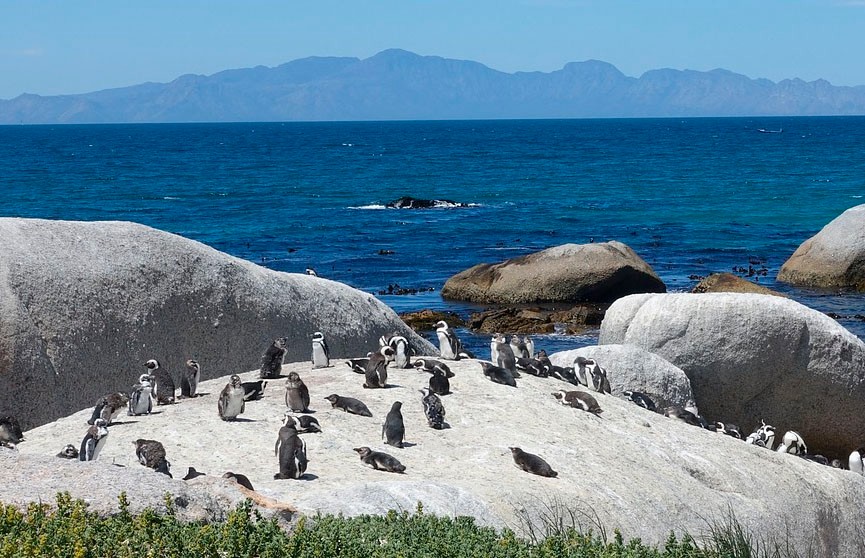 Около двух тысяч мертвых пингвинов смыло на берег в Уругвае