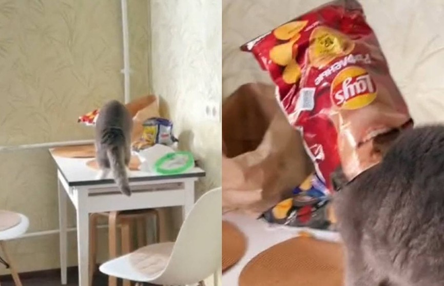 Кот попытался украсть чипсы со стола, но его настигла карма. Только посмотрите на этого бедолагу!
