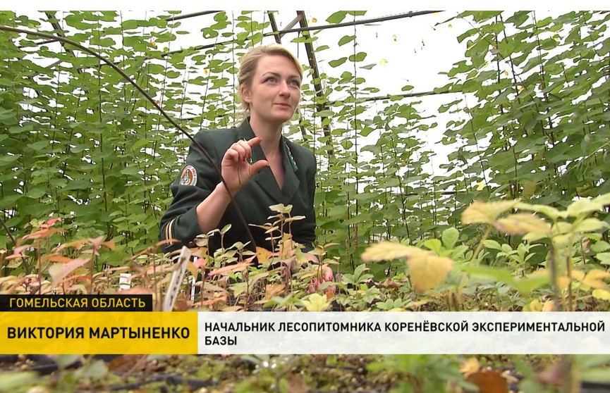 Как работает программа микроклонирования деревьев в Беларуси? Узнали у профессионалов