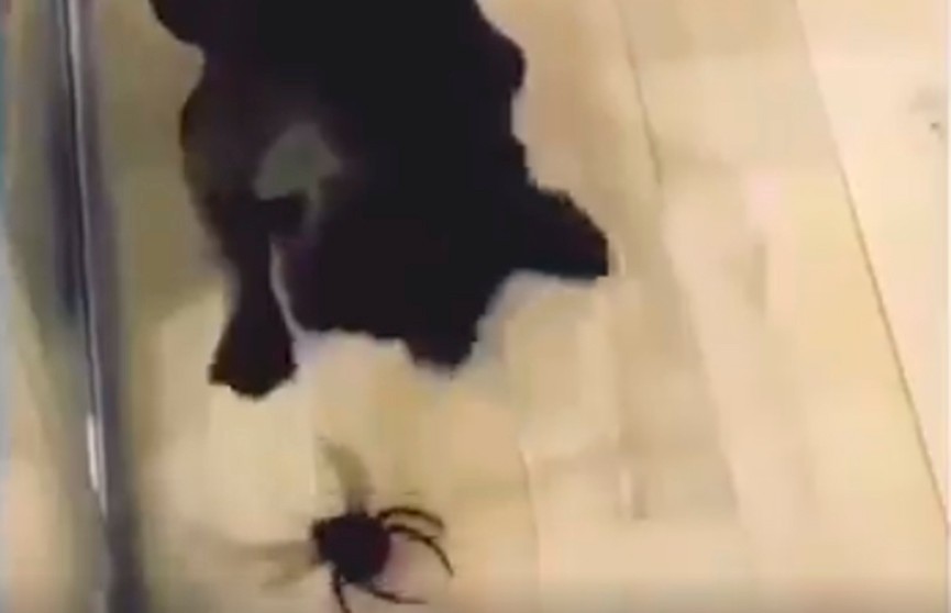 Пес испугался игрушечного паука и позабавил соцсети