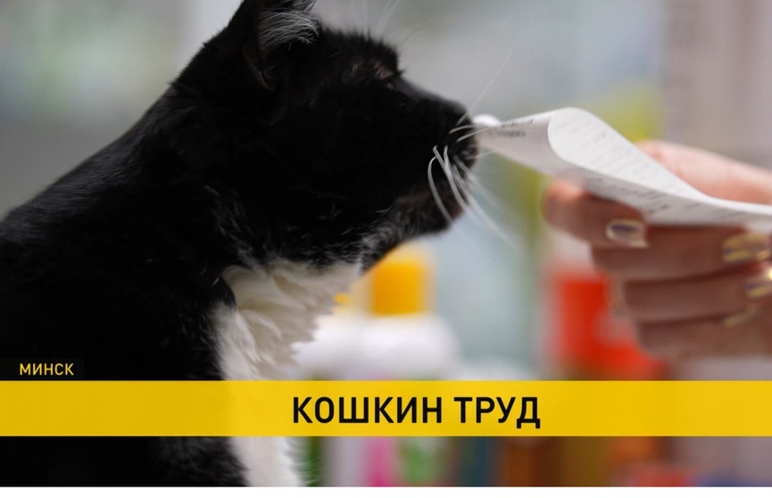 В зоомагазине Минска работает кот-продавец