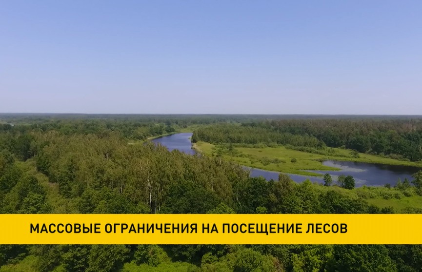 В Беларуси введены массовые ограничения на посещение лесов