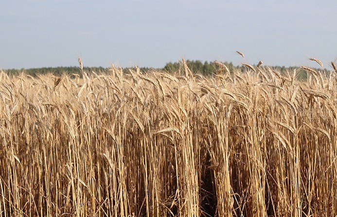 Россия безвозмездно поставит беднейшим странам до 500 тыс. тонн зерна