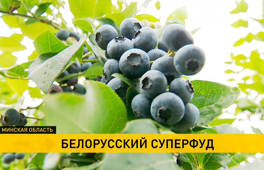 Белорусский суперфуд»: выращиванием голубики уже занимаются сотни хозяйстви доходность этого бизнеса только растет