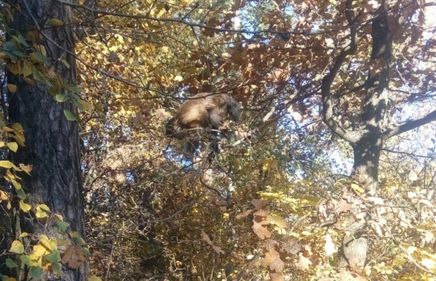 Фотофакт: сбежавшая от хозяев мартышка прижилась в лесу в Гомеле