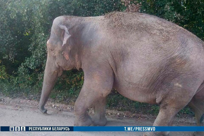 Видеофакт: Слон устроил прогулку по деревне в Кобринском районе